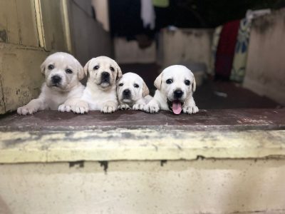 Lab PUPPIES available in Chennai