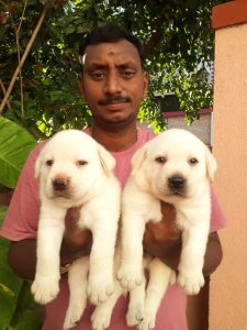 Lab PUPPIES available in Chennai