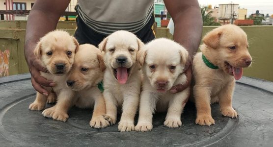 Lab PUPPIES available in Chennai