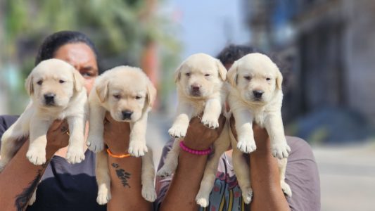 Lab puppy available in Chennai