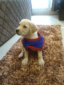 Labra dog for Sale