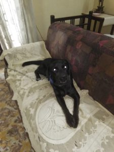 Labrador black female for sale