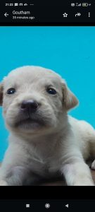 Labrador cross puppies