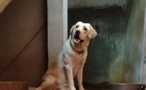 Labrador Dog for Sale