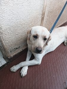 Labrador female dog 10 month old sale
