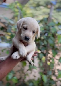 Labrador Male (Double Bone)