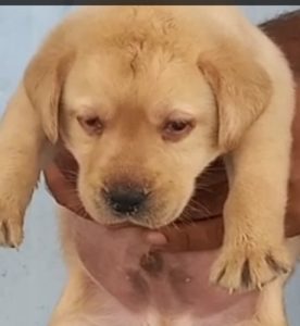 Labrador Male and female puppy available in Delhi Gurgaon Location 8570830887