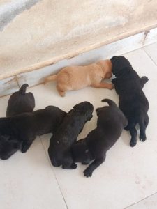 labrador puppies for sale