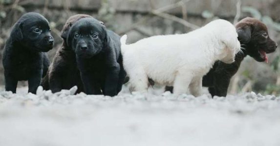 Labrador puppies 
