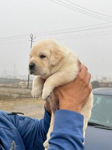 Labrador Puppies Ready Now For Sale Trust Kennel