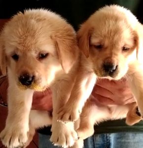 Labrador puppy available in Delhi Gurgaon Noida location 8570830887