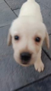 Labrador puppy for sale!!