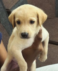 Labrador puppy
