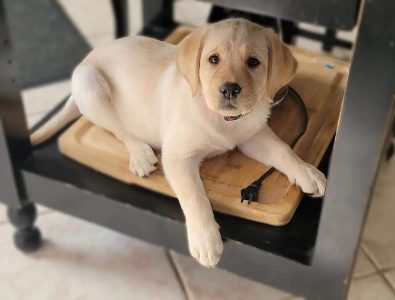 Labrador puppy