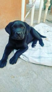 Labrador Pups For Sale Delhi Trust Kennel