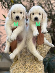 Labrador Pups For Sale Delhi