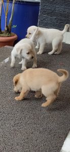 Labrador retriever puppies