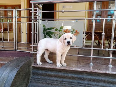Labrador Retriever Puppy