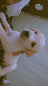 Labrador retriever puppy