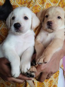 Ladrador puppies for sale