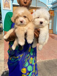 Lahasapo puppies available in Chennai