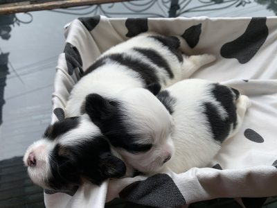 Lhasa apso puppy for sale