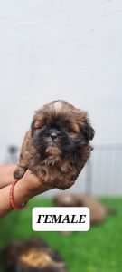 Lhasa Apso Pups Golden Colour For Sale