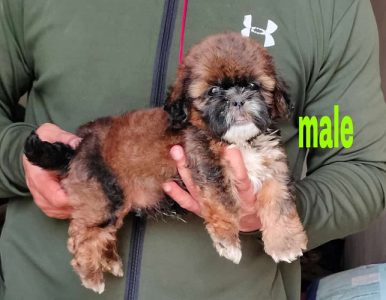 Lhasa Apso Pus Available For Sale 9654249090