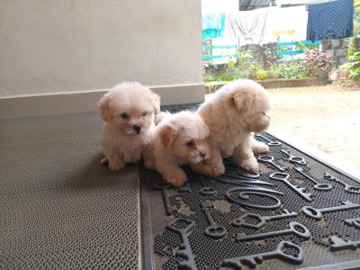 Lhasa puppies available