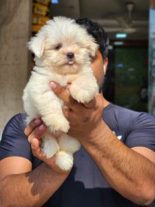 LhasaApso Pups Available Here 9654249090
