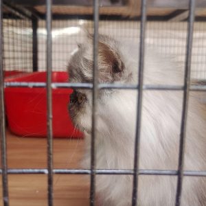 Lion cut coated Punch Face persion