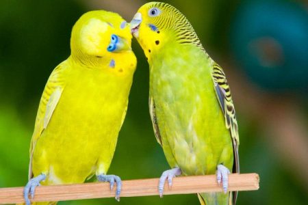 Love Birds for sale