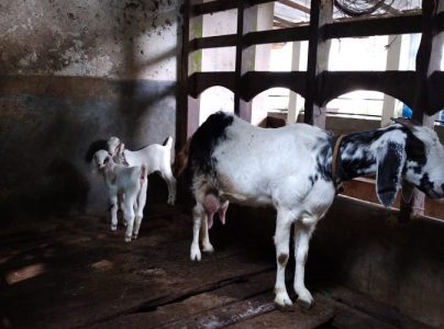 Malabari Goat and 2 kids for sale in karimannoor thodupuzha wg 45kg