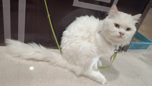 Male and female persian cats white colour
