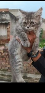 Male and female persion kitten