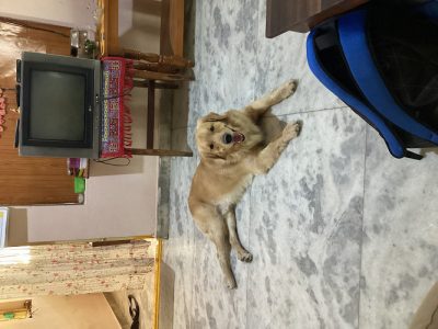 Male Golden retriever Dog
