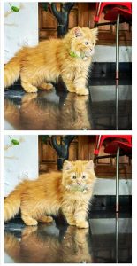 Male Persian Cat for  sale