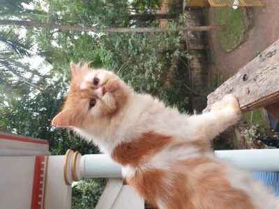 Male semi punch adult cat