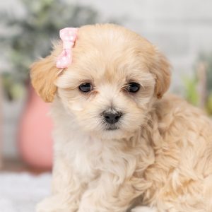 Malteipoo puppies available