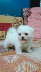 Maltese Puppies for sale in Delhi