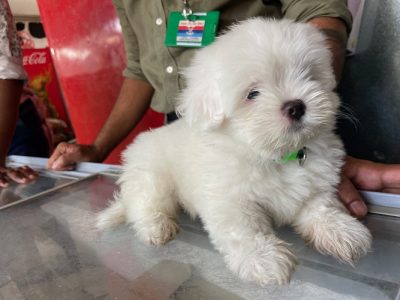 Maltse female puppy for sale.