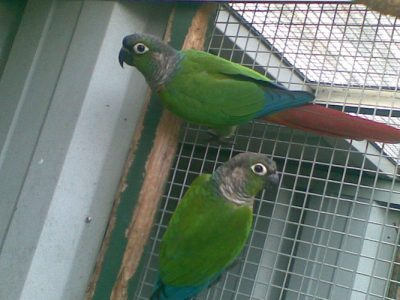 maroon tail conures 