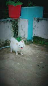 Mini pom Male for sale and stud service 