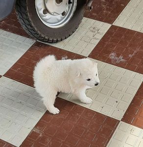 Mini pom puppies  available for sale