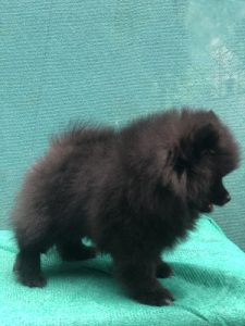 Mini Pom puppies