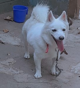 Miniature  type male pom 11 months  old pure white Friendly