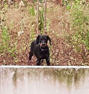 4 month dobberman male puppy sale 