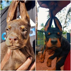 2 Month old Doberman puppies available at Kottayam
