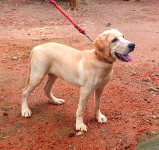 4 month old Labrador dog for sale