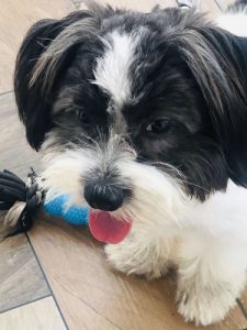 8 months old shih tzu